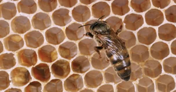 European Honey Bee Apis Mellifera Queen Young Wax Ray Bee — ストック動画