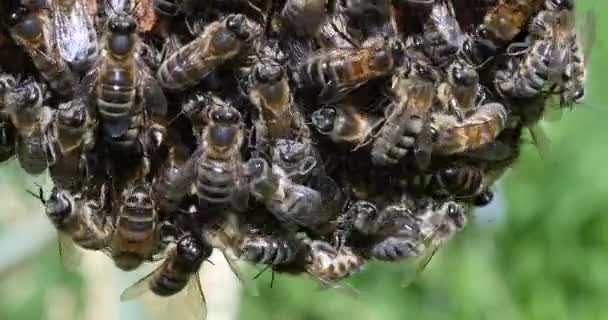 Abejas Miel Europeas Apis Mellifera Colmena Abejas Normandía Tiempo Real — Vídeo de stock