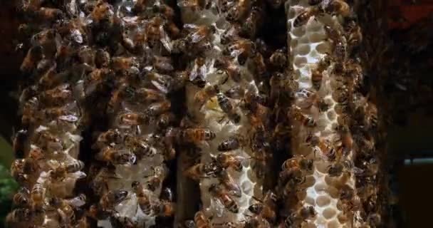 Европейская Медовая Пчела Apis Mellifera Пчелы Диком Луче Пчелы Работающие — стоковое видео