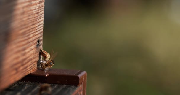 Европейские Медовые Пчелы Apis Mellifera Пчелиный Улей Норильске Реальном Времени — стоковое видео