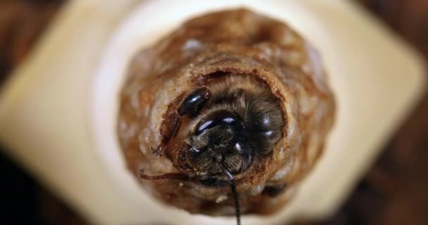 欧洲蜜蜂 蜂后的出现 诺曼底蜂房 实时4K — 图库视频影像
