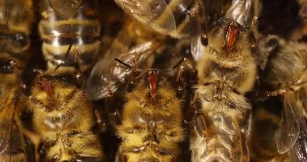 Europejska Pszczoła Miodna Apis Mellifera Czarna Pszczoła Szklance Widzimy Sonoscys — Wideo stockowe