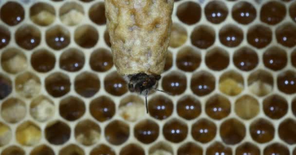  Abeille à miel européenne, apis mellifera, abeilles pâturant à l'entrée de la ruche, Ruche d'abeilles en Normandie, Temps Réel 4K 