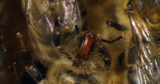 Abeja Europea Miel Apis Mellifera Abeja Marco Vemos Las Almohadillas — Vídeo de stock