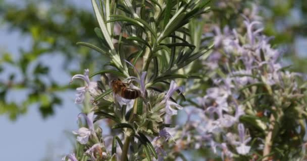 Европейская Медовая Пчела Apis Mellifera Пчела Кормящая Цветок Роземари Акт — стоковое видео