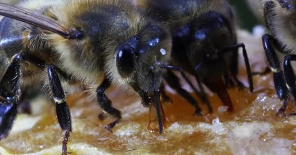 欧洲蜜蜂 蜜蜂在蜂箱入口吃草 蜜蜂在诺曼底蜂箱 实时4K — 图库视频影像
