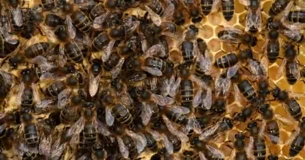 ヨーロッパのミツバチ アピス メリフェラ 血のフレームの上の黒い蜂 真ん中の女王蜂 ノルマンディーのビー ハイブ リアルタイム4K — ストック動画
