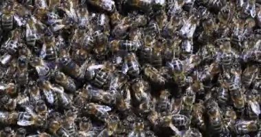  Avrupa Bal Arıları, Aspis Mellifera, Normandiya 'da Arı Kovanı, Real Time 4k