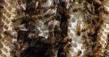  Avrupa Bal Arısı, Aspis Mellifera, Vahşi Ray 'de Arılar, Alveolus' ta Çalışan Arılar, Normandiya 'da Vahşi Arı Kovanı, Real Time 4k