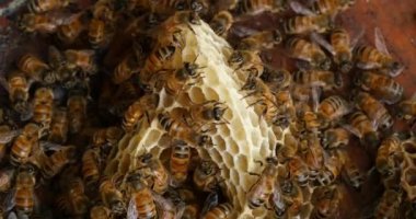  Avrupa Bal Arısı, Aspis Mellifera, Vahşi Ray 'de Arılar, Alveolus' ta Çalışan Arılar, Normandiya 'da Vahşi Arı Kovanı, Real Time 4k