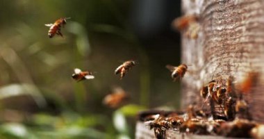  Avrupa Bal Arıları, Aspis Mellifera, Normandiya 'da Arı Kovanı, Real Time 4k
