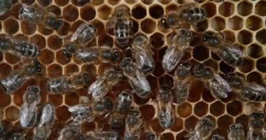  Avrupa Bal Arısı, apis mellifera, Alveolus 'ta çalışan arılar, Normandiya' da arı kovanı, Real Time 4k