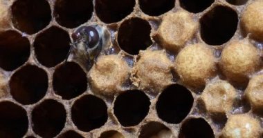  Avrupa Bal Arısı, Aspis Mellifera, Kovan girişinde otlayan arılar, Normandiya 'da Arı Kovanı, Real Time 4k