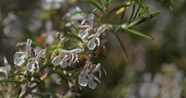 European Honey Bee Apis Mellifera Bee Flight Foraging Rosmary Flower — стокове відео