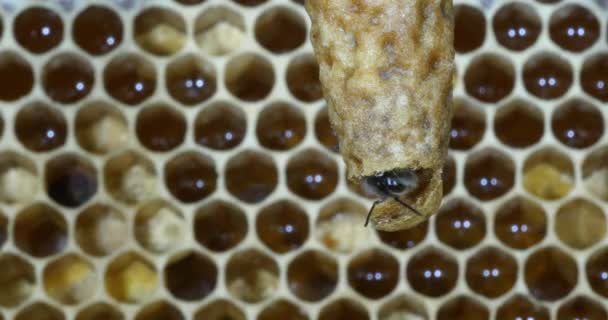  Abeille à miel européenne, apis mellifera, abeilles pâturant à l'entrée de la ruche, Ruche d'abeilles en Normandie, Temps Réel 4K 