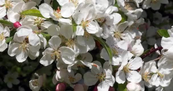 European Honey Bee Apis Mellifera Black Bee Searching Apple Blossom — Αρχείο Βίντεο