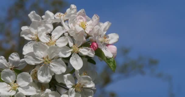 Branch Apple Tree Flowers Blue Sky Background Normandy Real Time — Stock Video