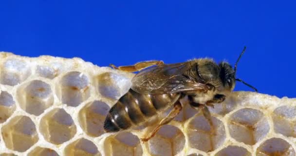 欧洲蜂蜜蜜蜂 年轻蜡染后的女王 诺曼底蜂巢 实时处理4K — 图库视频影像