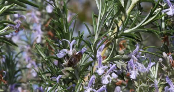 Europeiska Honungsbin Apis Mellifera Bee Födosök Rosmarin Blomma Pollinering Act — Stockvideo