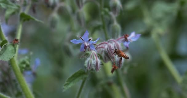 Európai Méhecske Apis Mellifera Méhecske Borágó Virág Repülő Rovar Beporzásról — Stock videók