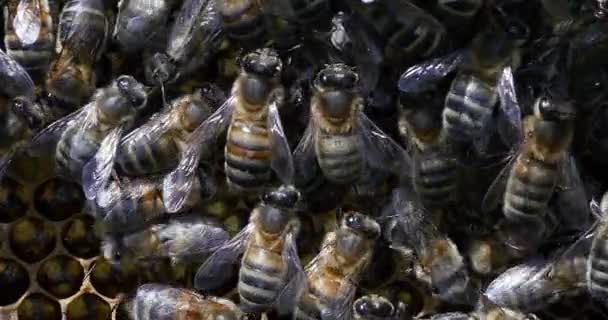 Европейские Медовые Пчелы Apis Mellifera Пчелиный Улей Норильске Реальном Времени — стоковое видео