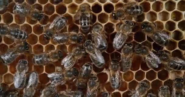 Europäische Honigbiene Apis Mellifera Bienen Die Alveolen Arbeiten Bienenstock Der — Stockvideo