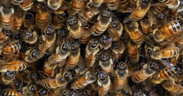 Europejska Pszczoła Miodna Małpa Mellifera Pszczoły Pasące Się Przy Wejściu — Wideo stockowe