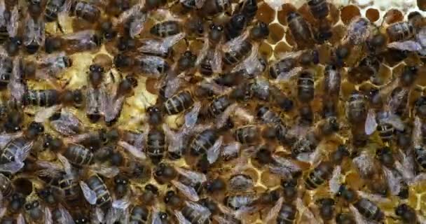 Europäische Honigbiene Apis Mellifera Schwarze Bienen Auf Einem Brutrahmen Bienenstock — Stockvideo