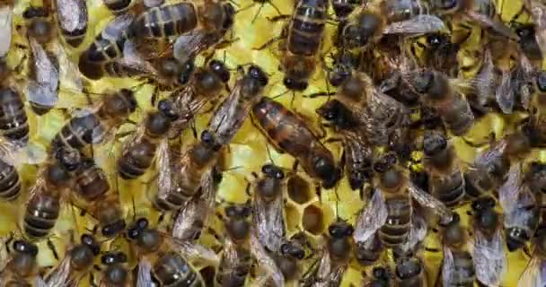 Europäische Honigbiene Apis Mellifera Bienen Auf Einem Brutrahmen Königin Der — Stockvideo