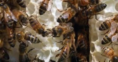  Avrupa Bal Arısı, Aspis Mellifera, Vahşi Ray 'de Arılar, Alveolus' ta Çalışan Arılar, Normandiya 'da Vahşi Arı Kovanı, Real Time 4k