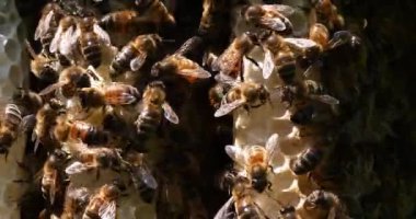  Avrupa Bal Arısı, Aspis Mellifera, Vahşi Ray 'de Arılar, Alveolus' ta Çalışan Arılar, Normandiya 'da Vahşi Arı Kovanı, Real Time 4k