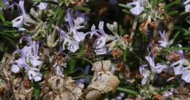 Avrupa Bal Arısı, Aspis Mellifera, Biberiye Çiçeği Arısı, Tozlaşma Hareketi, Normandiya, Real Time 4k