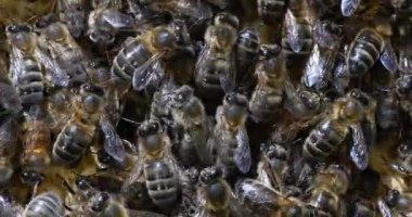  Avrupa Bal Arıları, Aspis Mellifera, Normandiya 'da Arı Kovanı, Real Time 4k