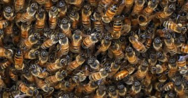  Avrupa Bal Arısı, Aspis Mellifera, Kovan girişinde otlayan arılar, Normandiya 'da Arı Kovanı, Real Time 4k