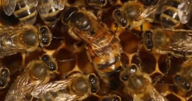  Avrupa Bal Arısı, apis mellifera, Kraliçe ortada, Arı Kovanı Normandiya, Real Time 4k