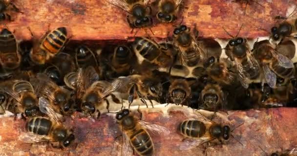 Abelha Mel Europeia Apis Mellifera Espaço Abelha Colmeia Normandia Tempo — Vídeo de Stock