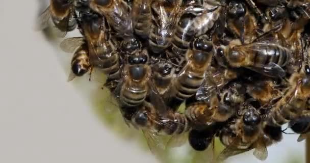 European Honey Bees Apis Mellifera Bee Hive Στη Νορμανδία Πραγματικό — Αρχείο Βίντεο