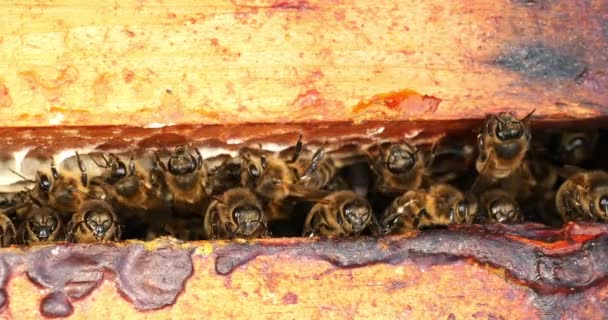 Europejska Pszczoła Miodna Małpa Mellifera Przestrzeń Pszczół Pszczół Normandii Czas — Wideo stockowe