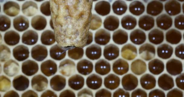  Abeille à miel européenne, apis mellifera, abeilles pâturant à l'entrée de la ruche, Ruche d'abeilles en Normandie, Temps Réel 4K 