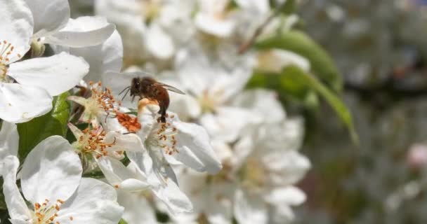 Evropská Včela Apis Mellifera Včely Pasoucí Vchodu Úlu Včelí Normandii — Stock video