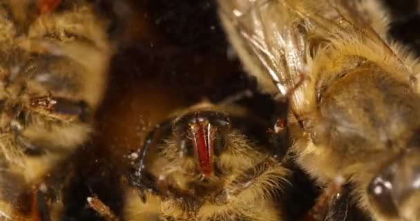 European Honey Bee Apis Mellifera Μαύρη Μέλισσα Ποτήρι Μπορούμε Δούμε — Αρχείο Βίντεο