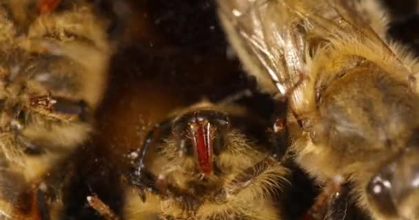 Abeja Miel Europea Apis Mellifera Abeja Negra Vaso Podemos Ver — Vídeos de Stock