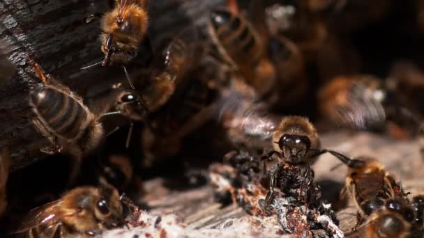 Avrupa Bal Arıları Aspis Mellifera Normandiya Arı Kovanı Real Time — Stok video