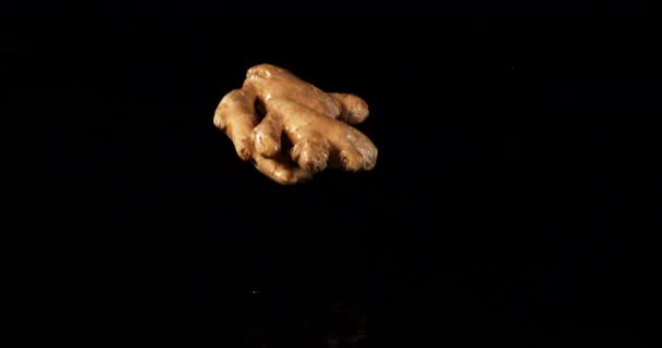 Ingefära Zingiber Officinale Root Falling Vatten Svart Bakgrund Slow Motion — Stockvideo