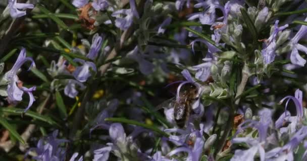 Европейская Медовая Пчела Apis Mellifera Пчела Кормящая Цветок Роземари Акт — стоковое видео