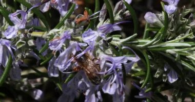 Avrupa Bal Arısı, Aspis Mellifera, Biberiye Çiçeği Arısı, Tozlaşma Hareketi, Normandiya, Real Time 4k