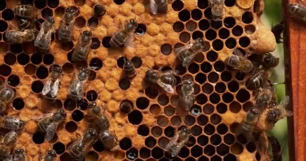 European Honey Bees Apis Mellifera Bee Hive Normandie Real Time — Stock video