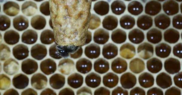 Abeille Miel Européenne Apis Mellifera Abeilles Pâturant Entrée Ruche Ruche — Video