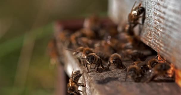 Európai Mézelő Méhek Apis Mellifera Méhkaptár Normandiában Valós Idejű — Stock videók