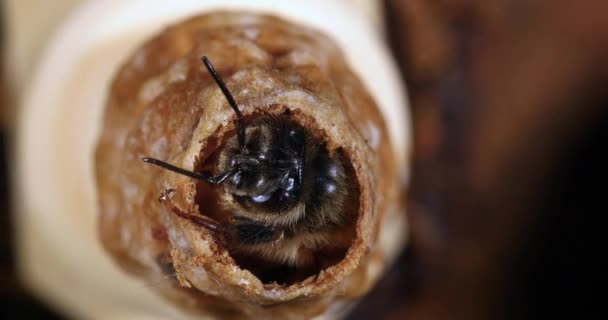 Evropská Včela Apis Mellifera Vznik Královny Včelí Normandii Reálný Čas — Stock video
